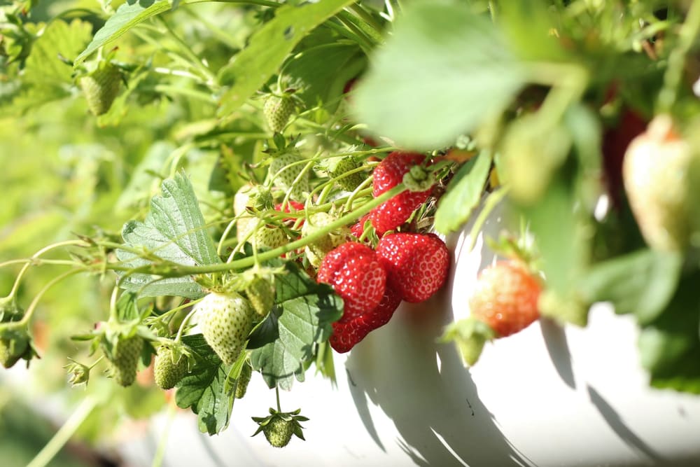 How to grow strawberries Patch Plants
